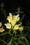 Linaria vulgaris RCP8-2019 (71).JPG